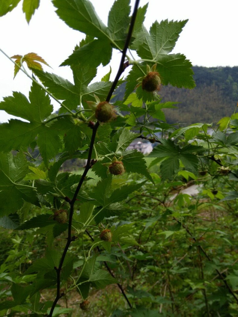 掌叶覆盆子苗中药材覆盆子果子苗树莓苗休闲采摘覆盆子苗