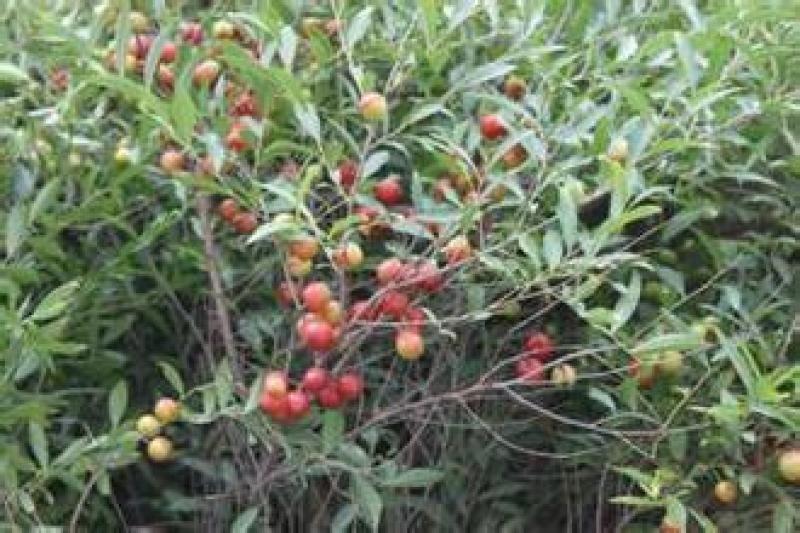 钙果苗农大钙果苗山西钙果苗价格