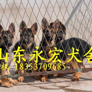 德国牧羊犬