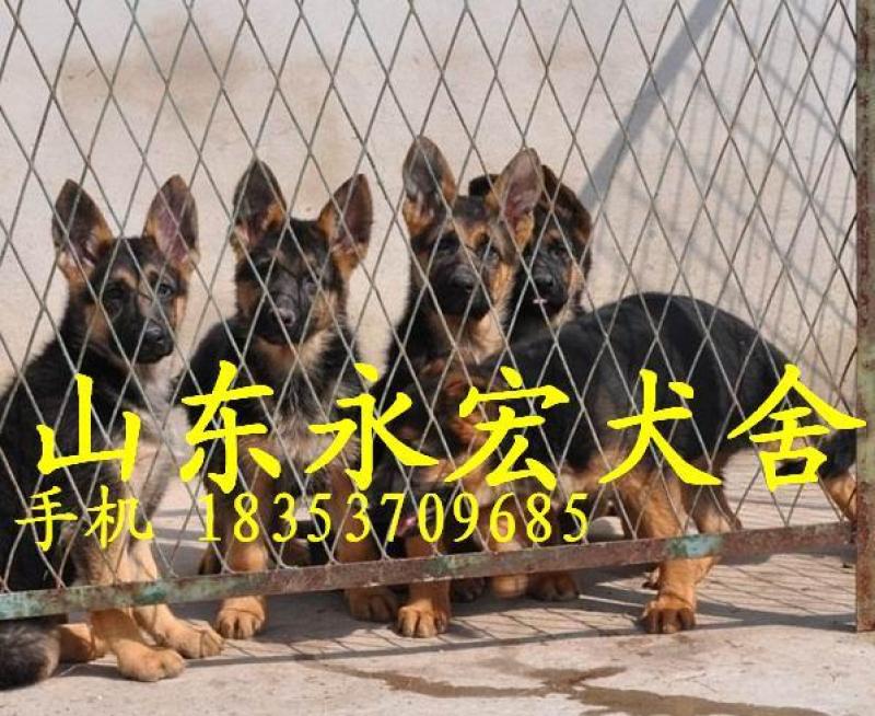 德国牧羊犬