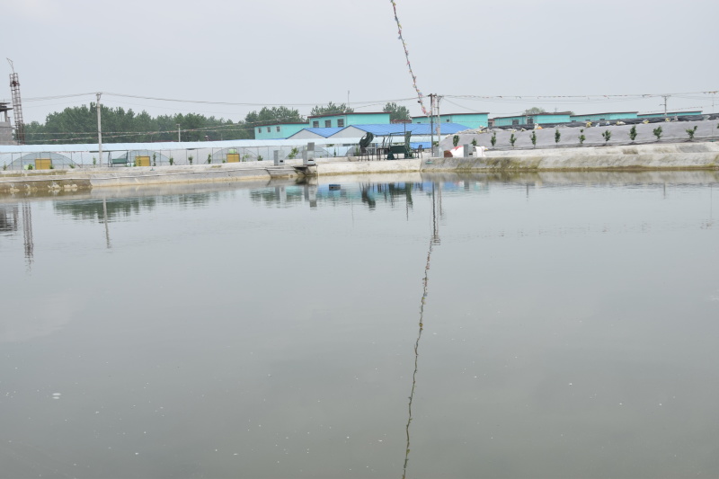 锦鲤