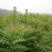 北京栾树苗北京栾树北栾树苗山西栾树