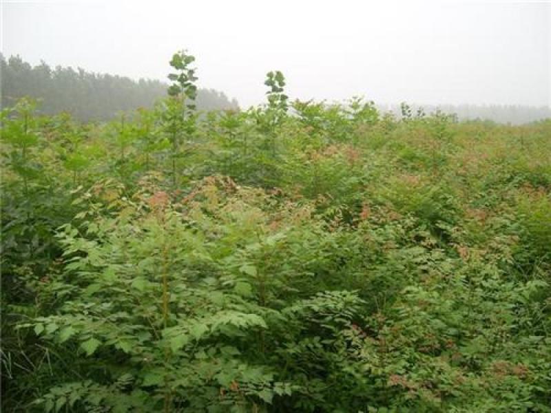 北京栾树苗北京栾树北栾树苗山西栾树