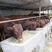 《畅销》纯种西门塔尔牛牛犊3至6个月活体牛犊改良肉牛