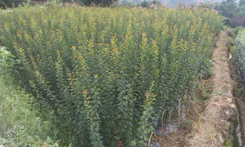 红梅农户现挖红梅花小苗骨里红垂枝梅红梅苗朱砂梅