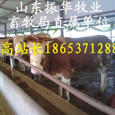 西门塔尔牛犊