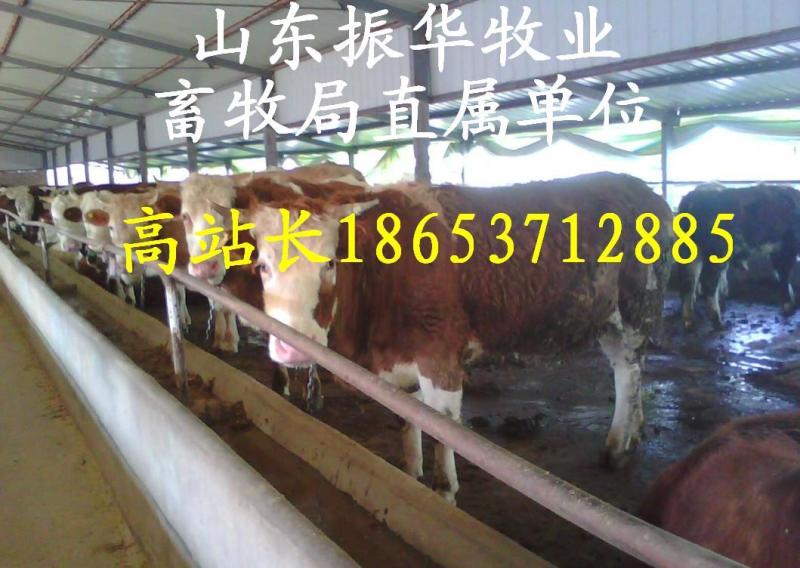 西门塔尔牛犊