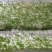 301白萝卜1.5~2斤起