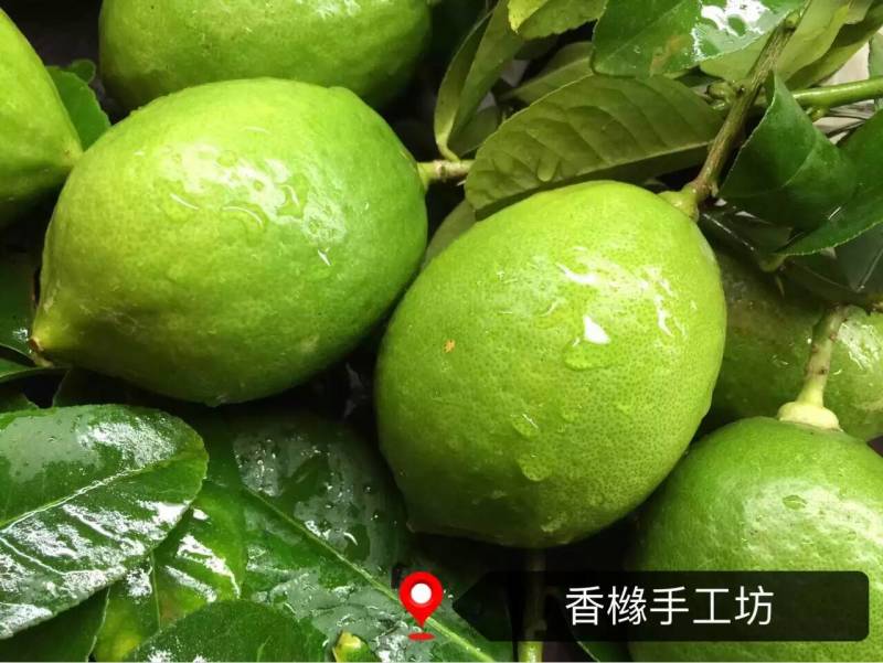 柠檬膏