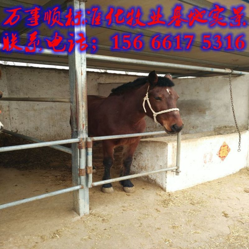 汗血马