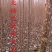 杨树苗