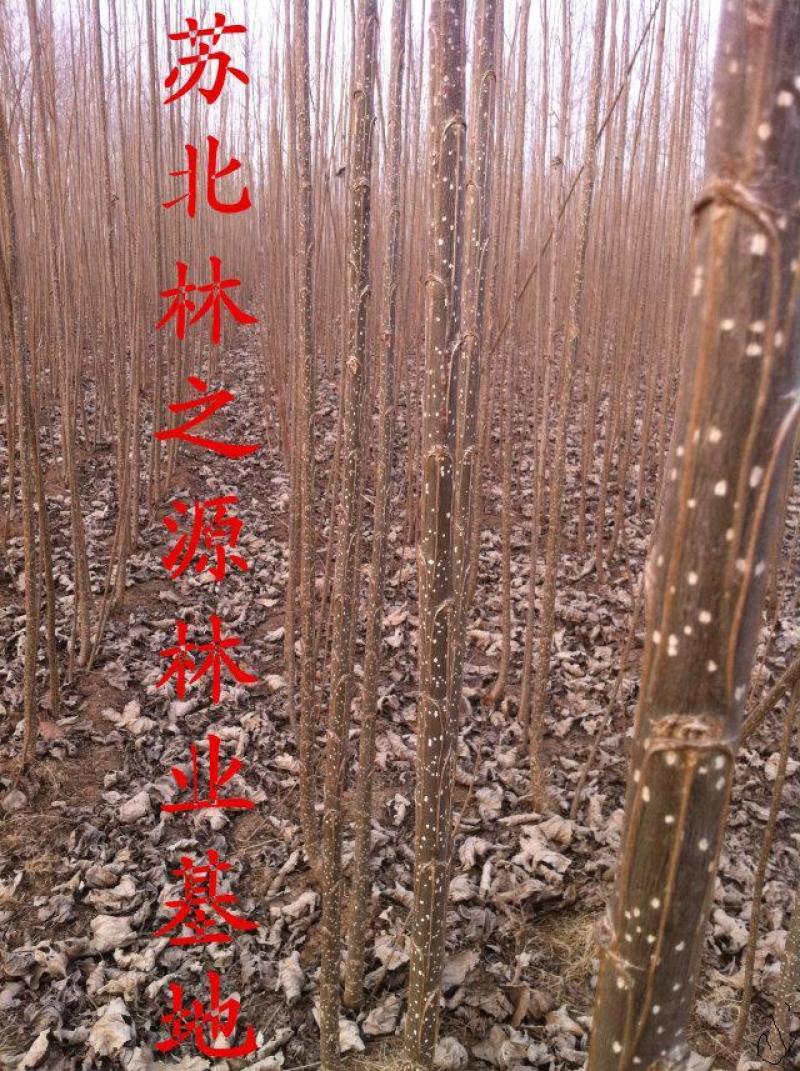 杨树苗