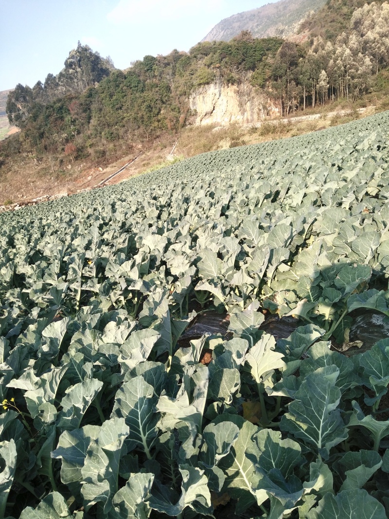 优秀西兰花