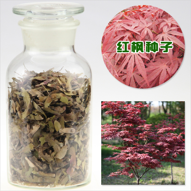 红枫种子