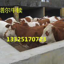 西门塔尔牛犊