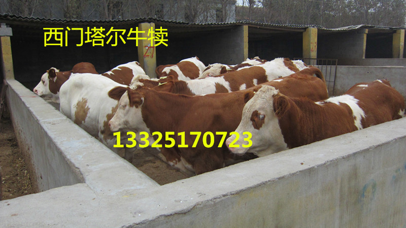 西门塔尔牛犊