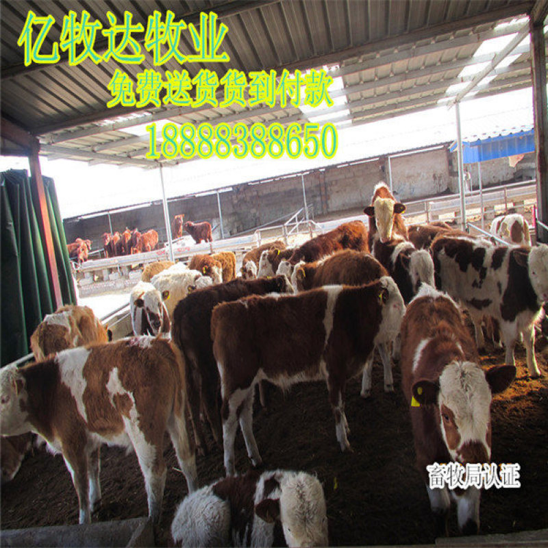 鲁西黄牛