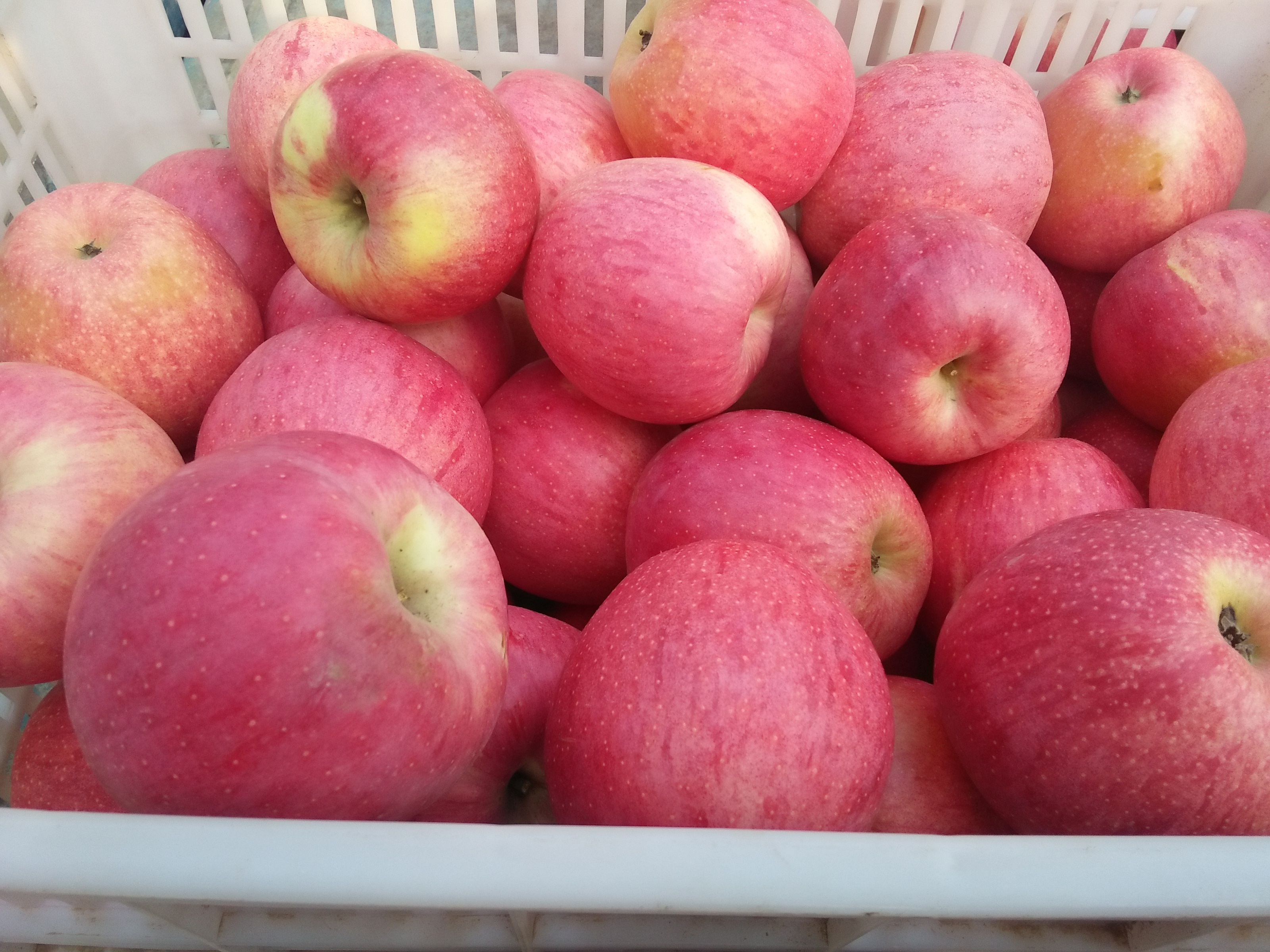 秦冠苹果陕西渭南白水县_批发_供应-一亩田农