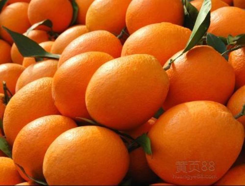 新宁脐橙纽荷尔7904又大又甜