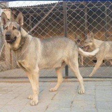 狼青犬