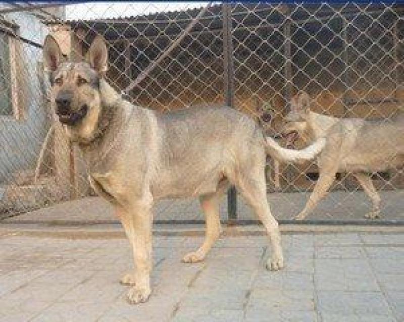 狼青犬