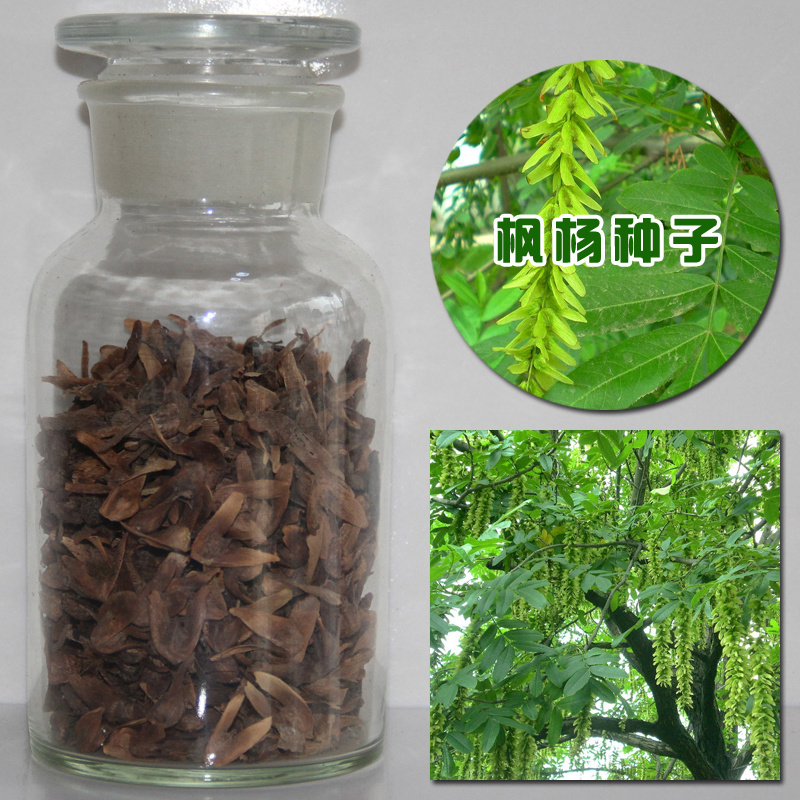 枫树种子