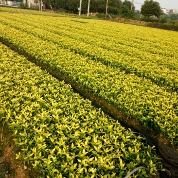 茶叶黄金叶