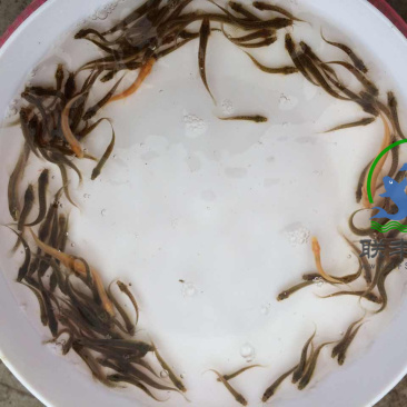 供应泥鳅苗，台湾泥鳅苗