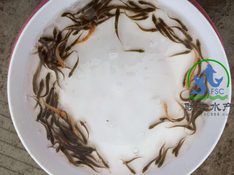 供应泥鳅苗，台湾泥鳅苗