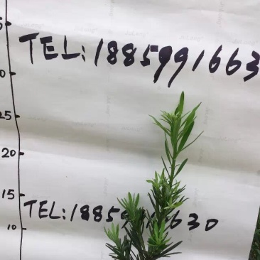 罗汉松苗