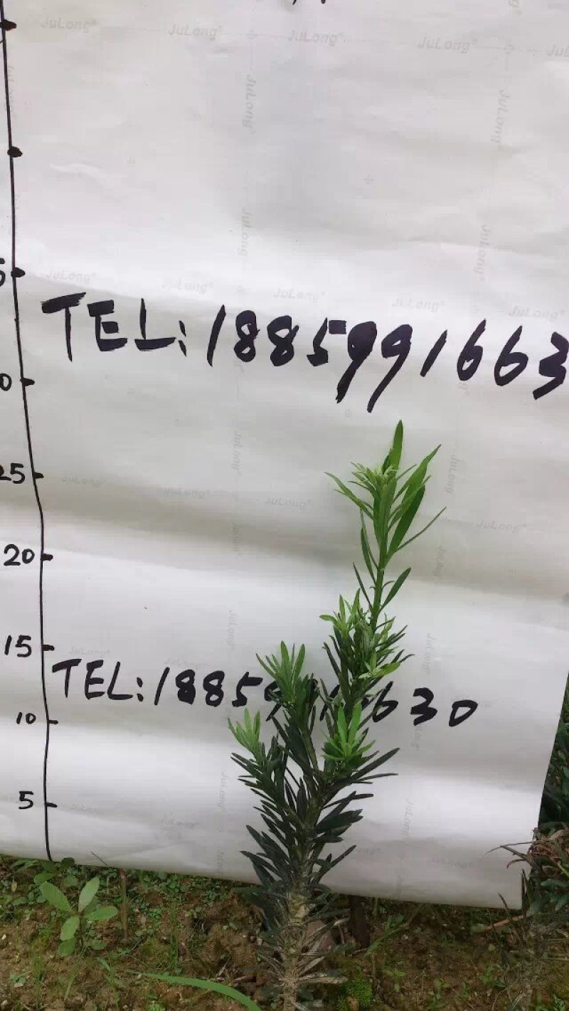 罗汉松苗