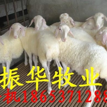 小尾寒羊羔