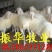 小尾寒羊羔