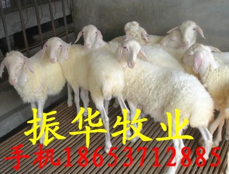 小尾寒羊羔