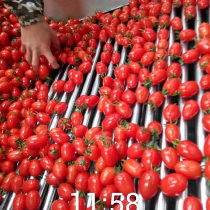 圣女果广西百色市田阳县_批发_供应-一亩田农