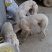 格惠犬