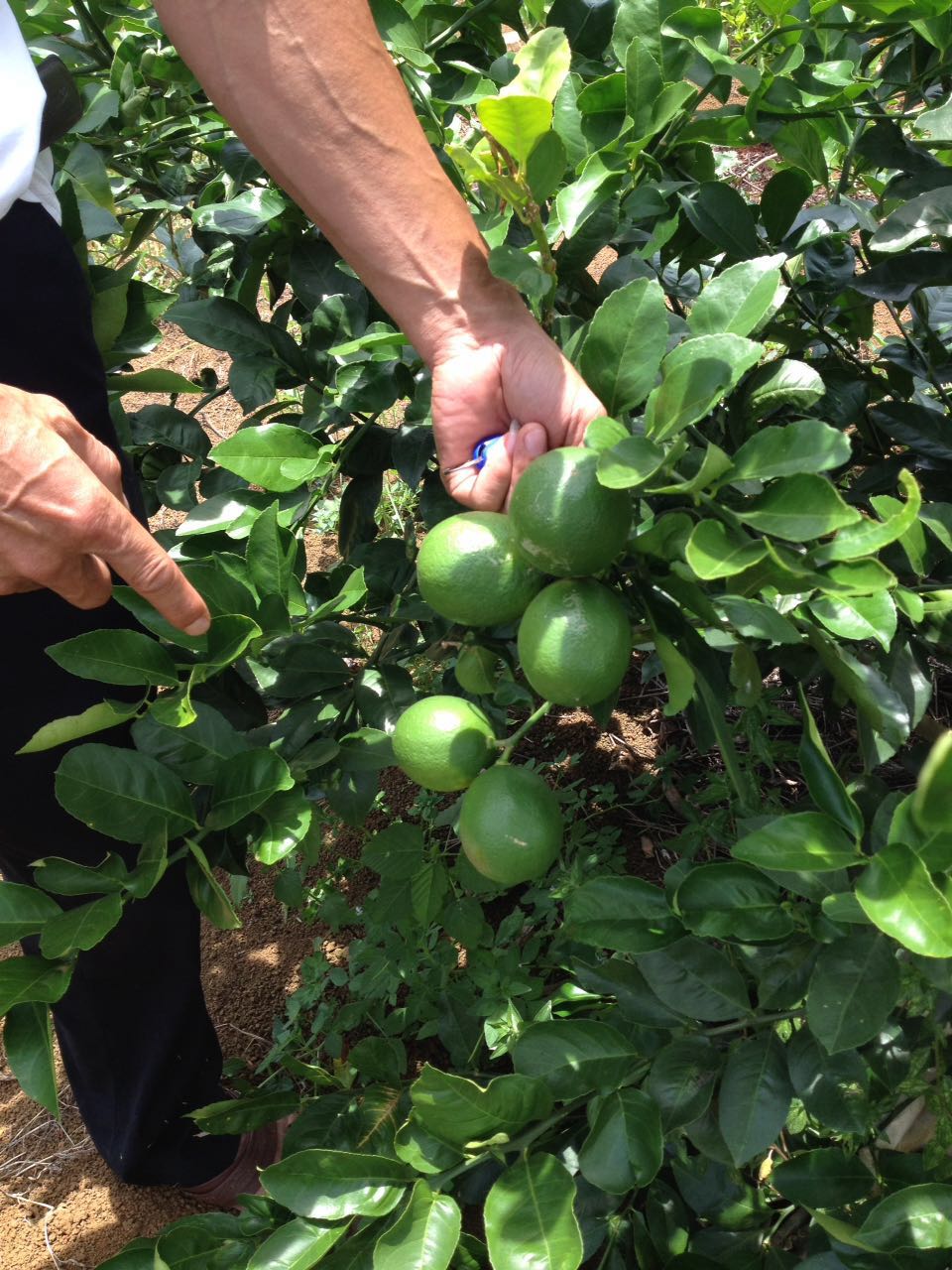 海南海口市琼山区海南青柠 1.6~2两批发_许宇