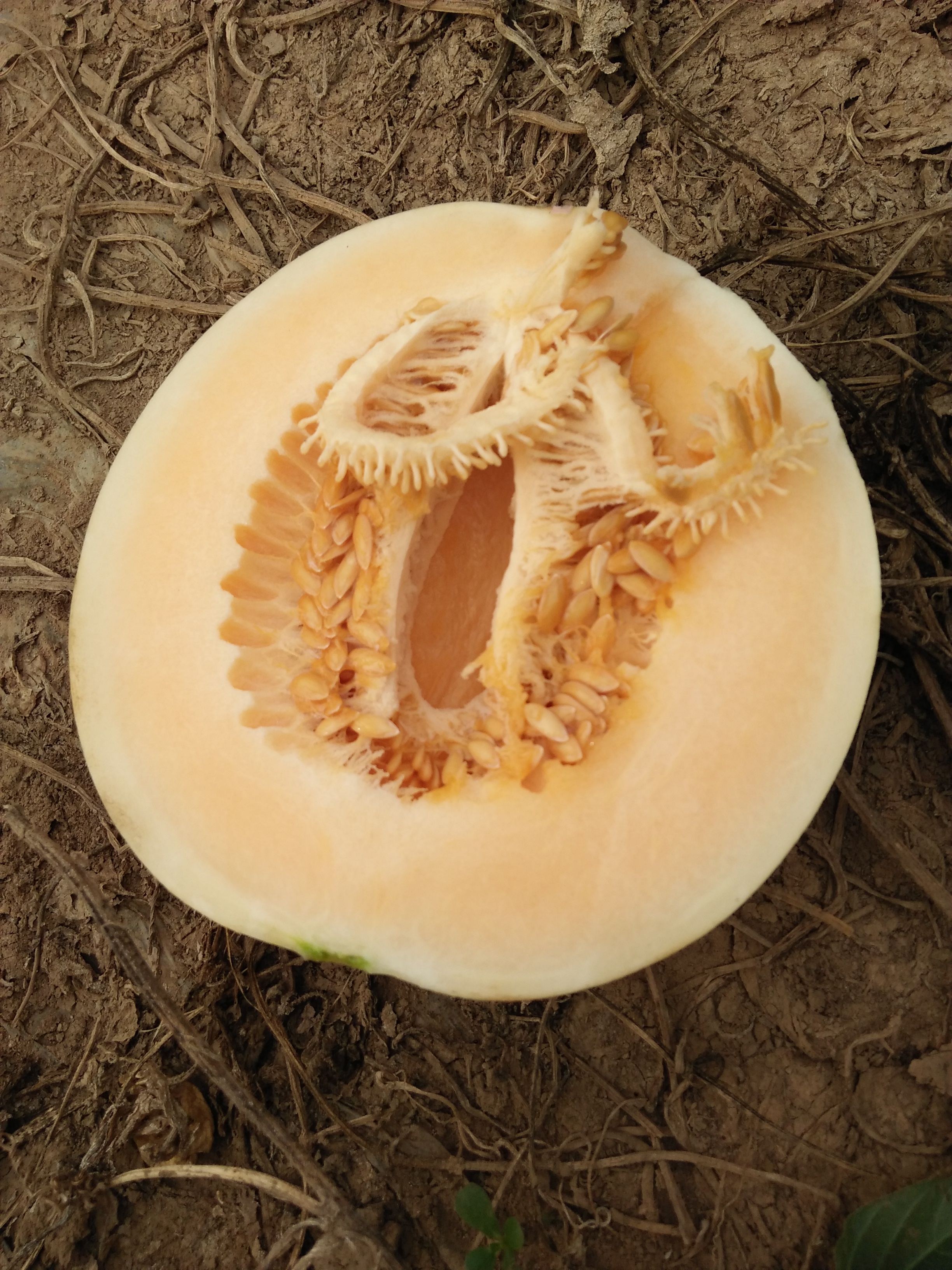 河南许昌市襄城县东方蜜1号甜瓜 1.5斤以上批