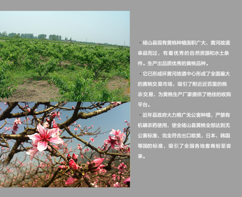 黄桃罐头