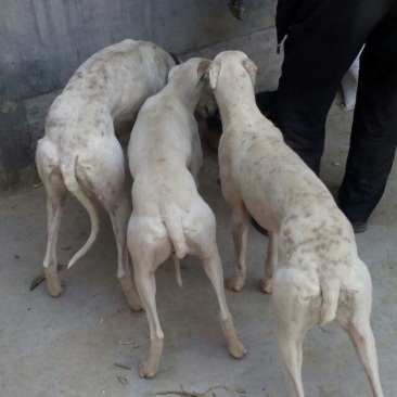格惠犬