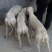 格惠犬
