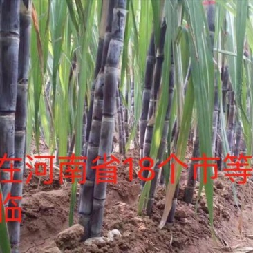 甘蔗河南全省均有示范园