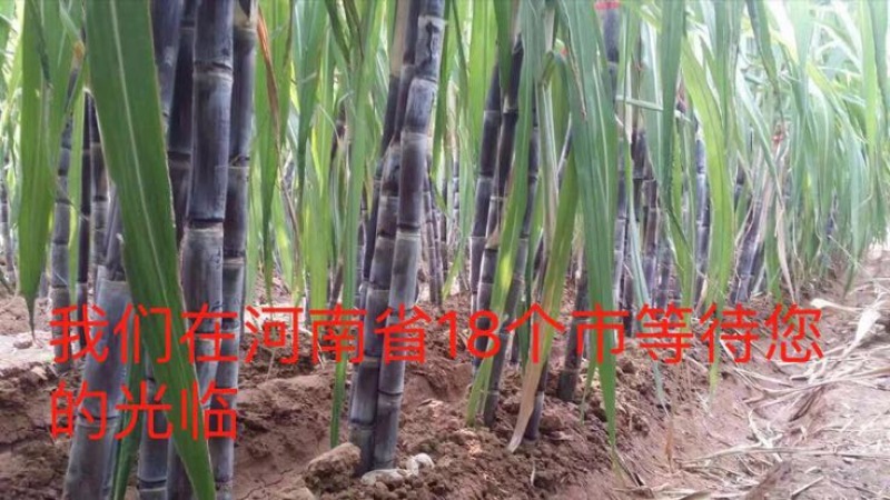 甘蔗河南全省均有示范园