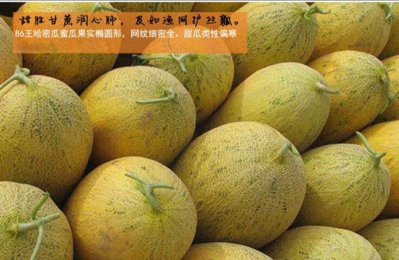 黄86哈密瓜3斤以上椭圆形