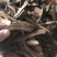 灵芝切片15~18公分
