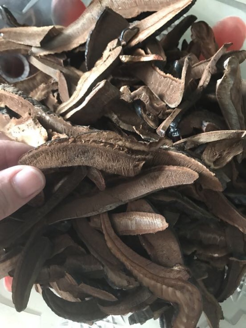灵芝切片15~18公分