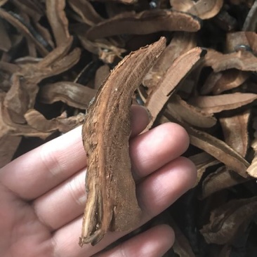 灵芝切片15~18公分