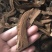 灵芝切片15~18公分