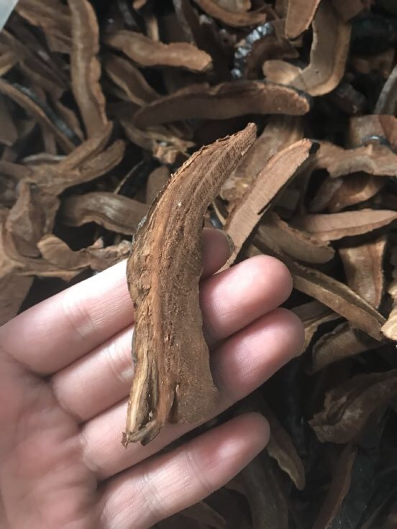 灵芝切片15~18公分
