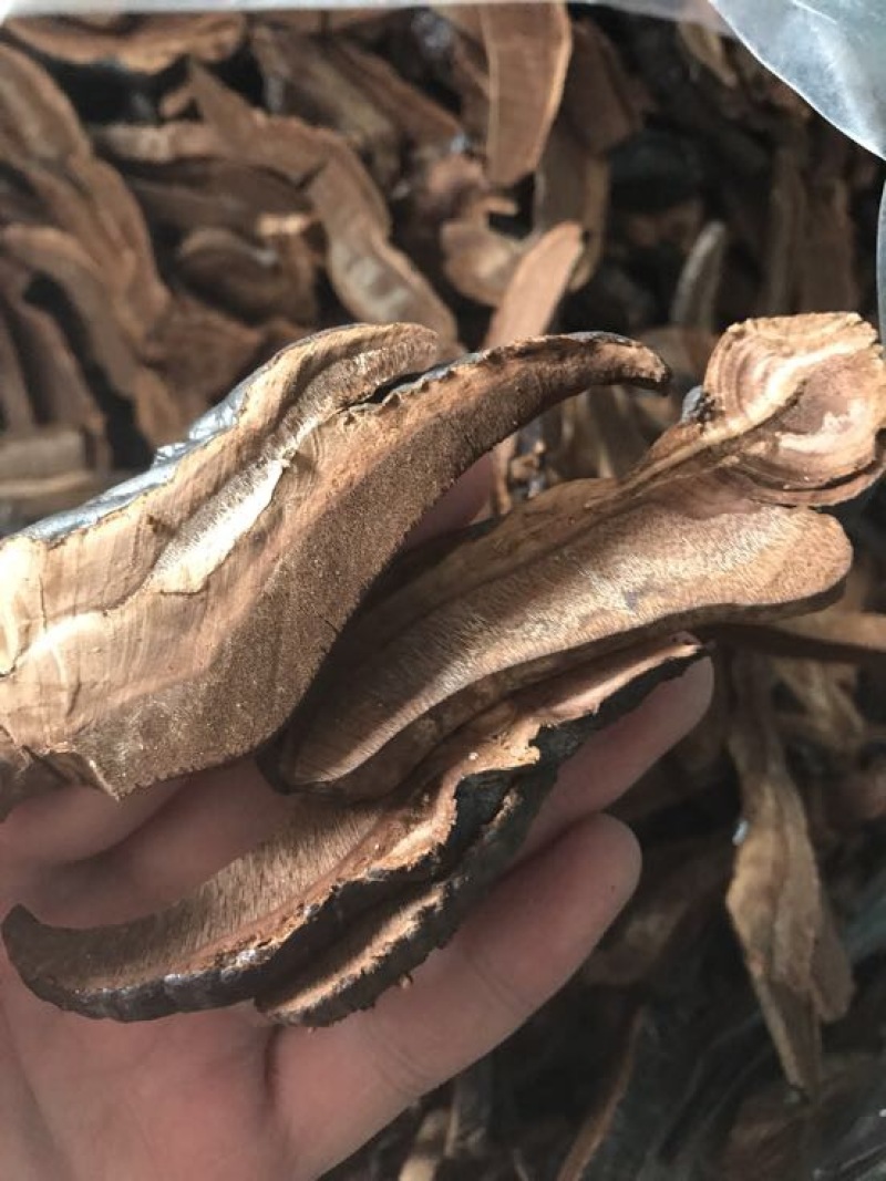 灵芝切片15~18公分
